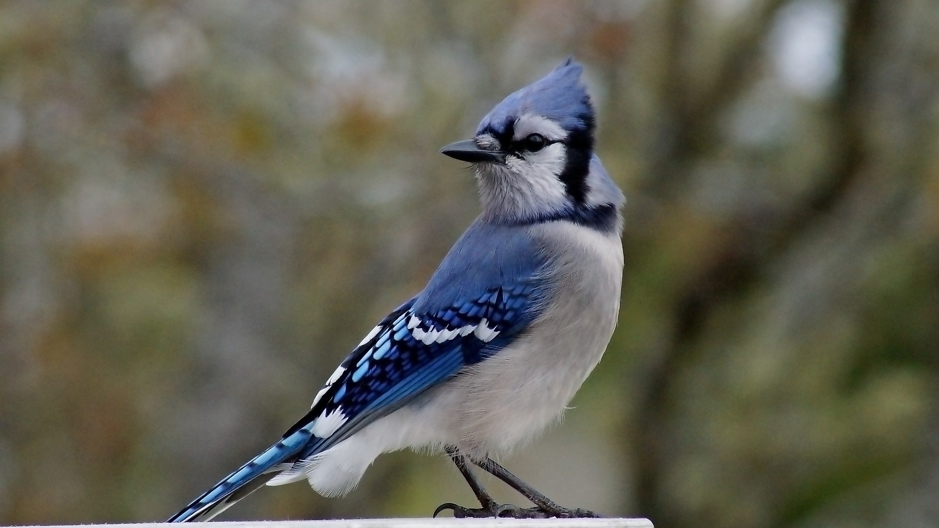 Blue Jay Hero Pose