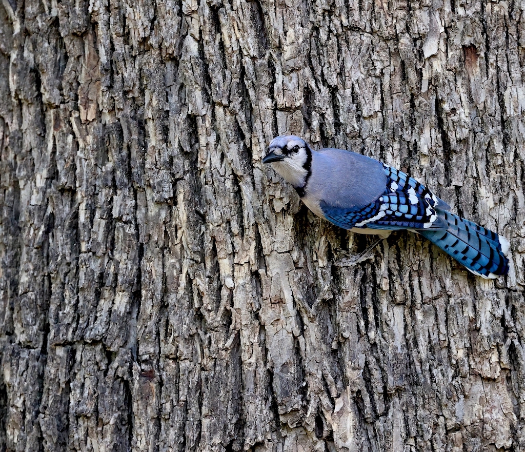 Blue Jay.jpg