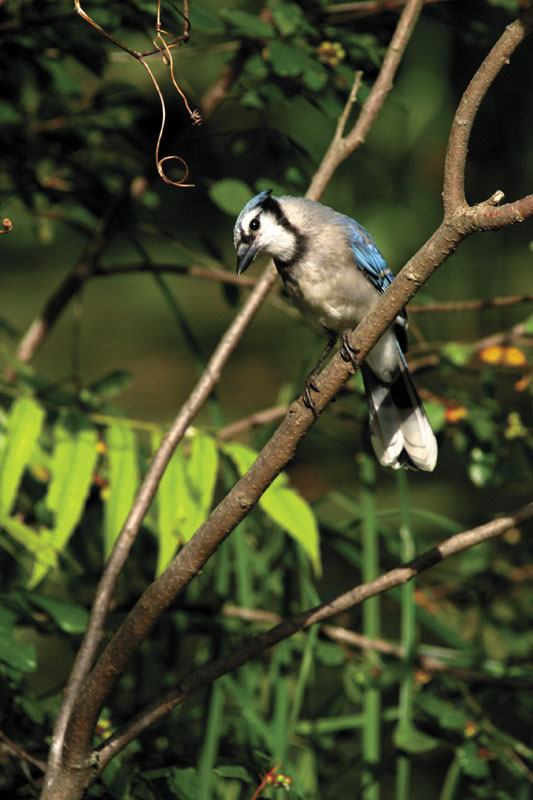 Blue Jay