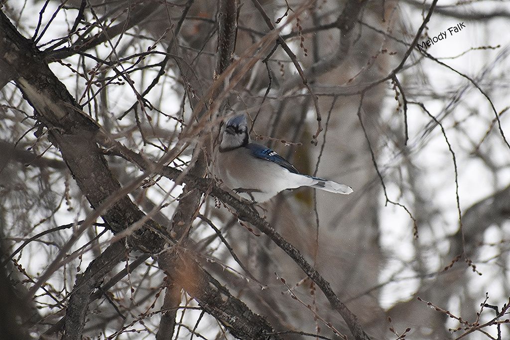 Blue Jay