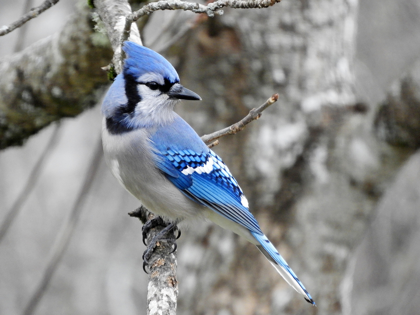 Blue Jay