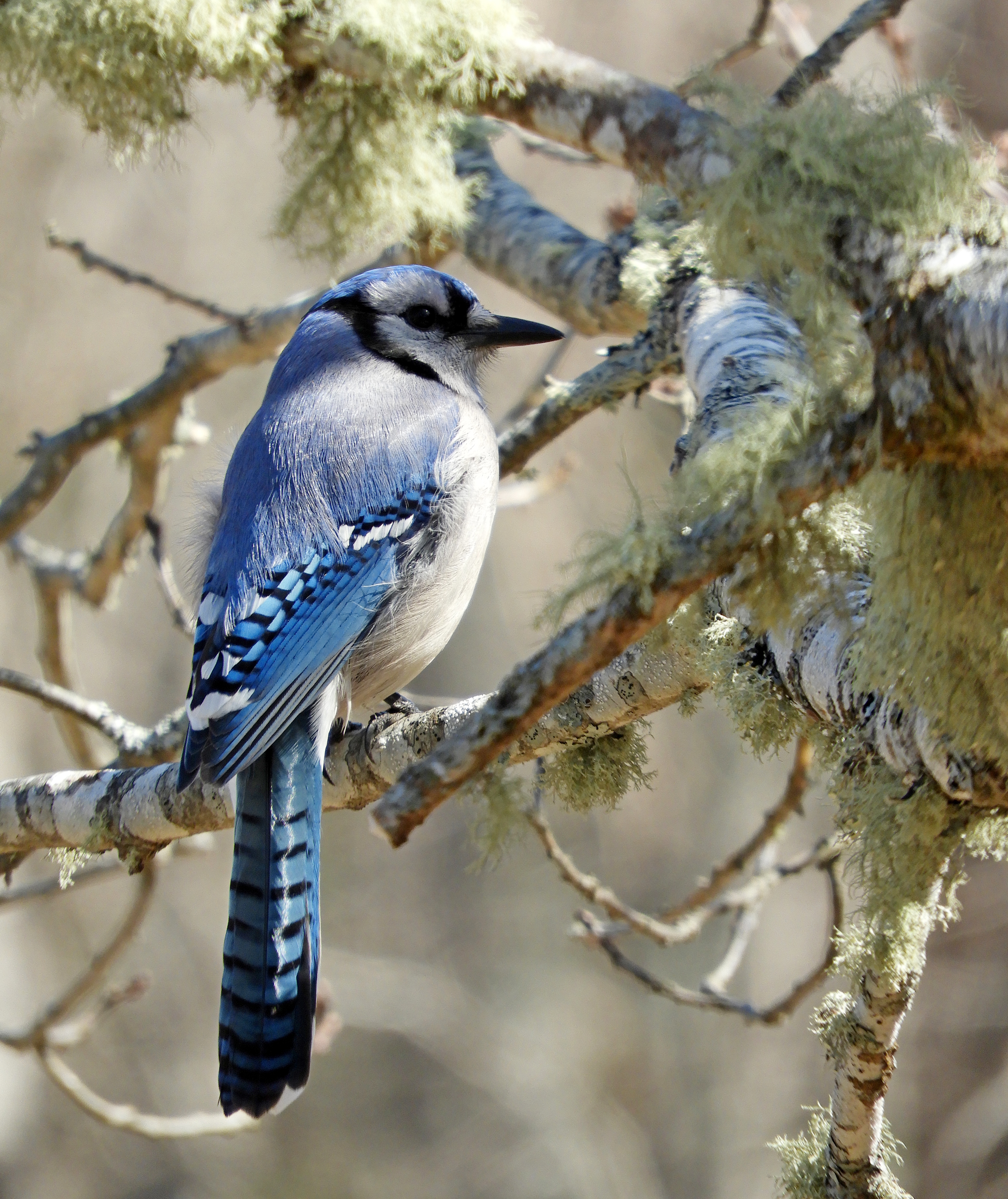 BLUE JAY