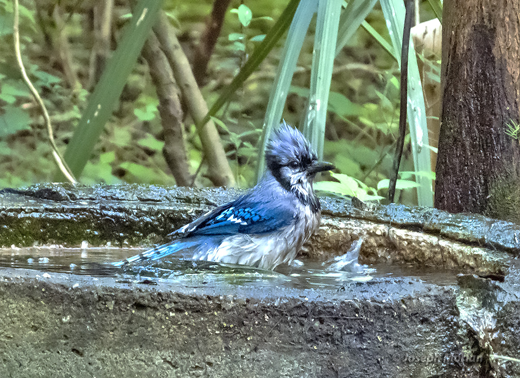 Blue Jay