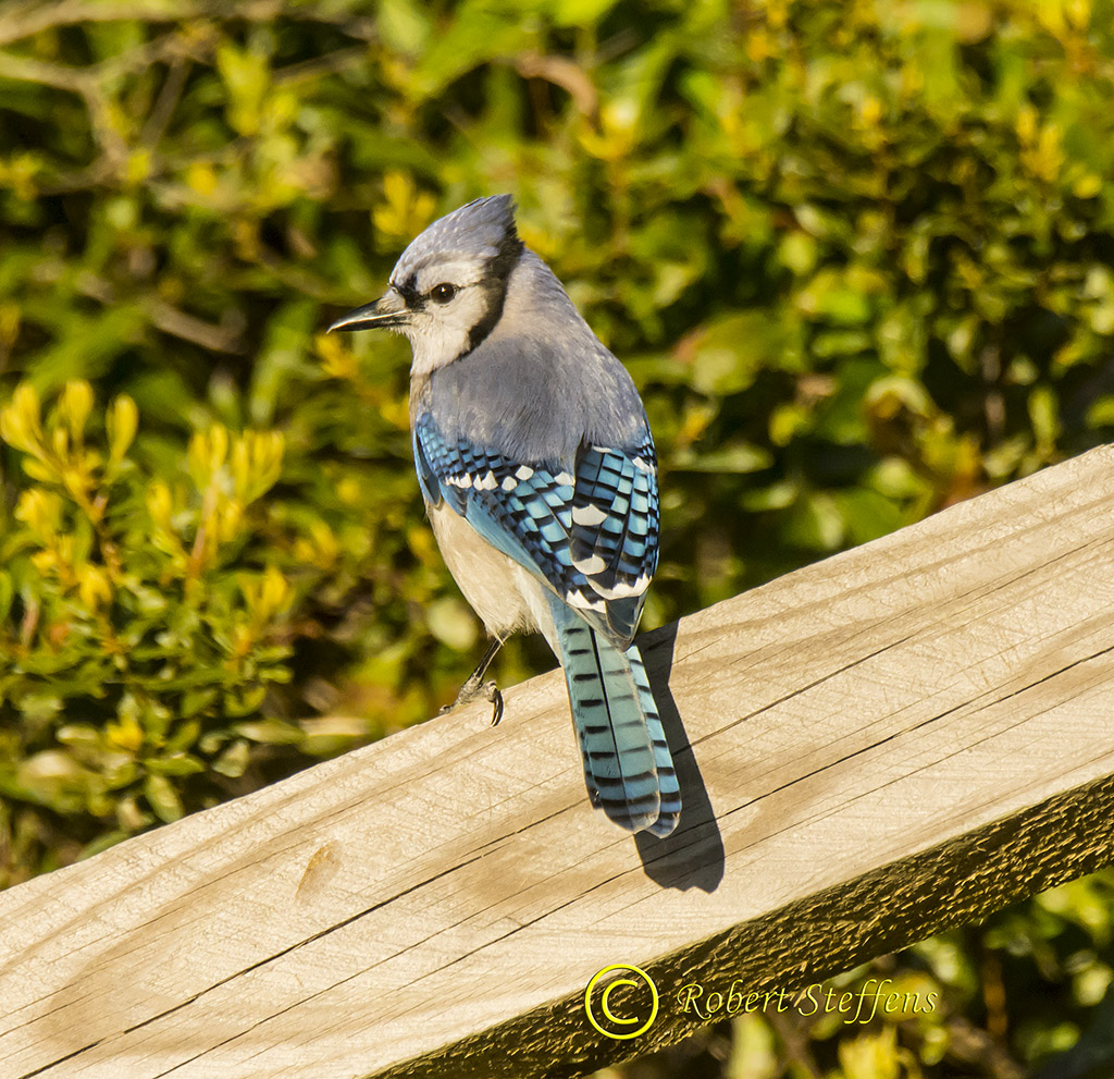 Blue Jay