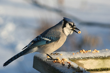 Blue Jay