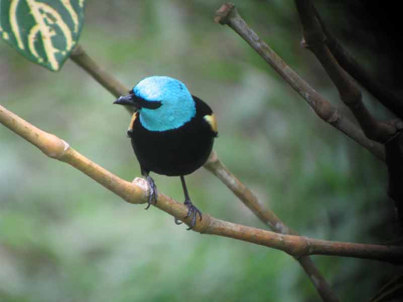 Blue-necked Tanager