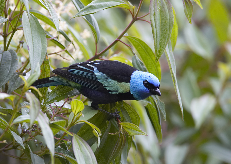 Blue-necked Tanager