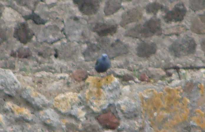 blue rock thrush