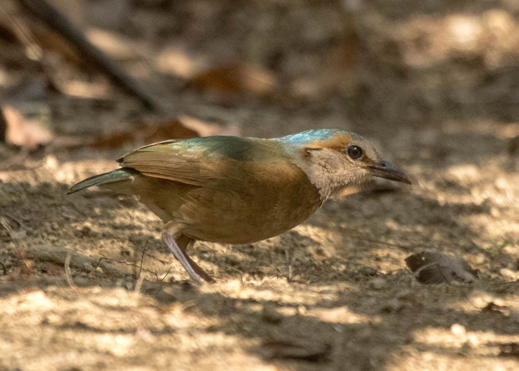 Blue-Rumped Pitta