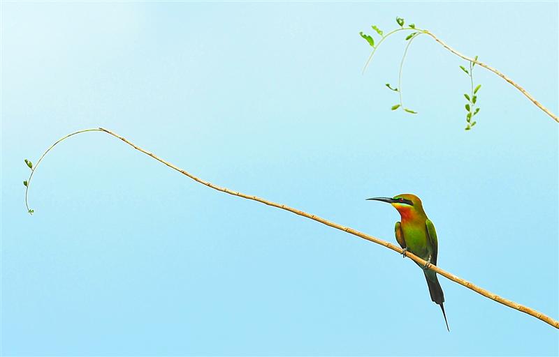 Blue-tailed Bee eater