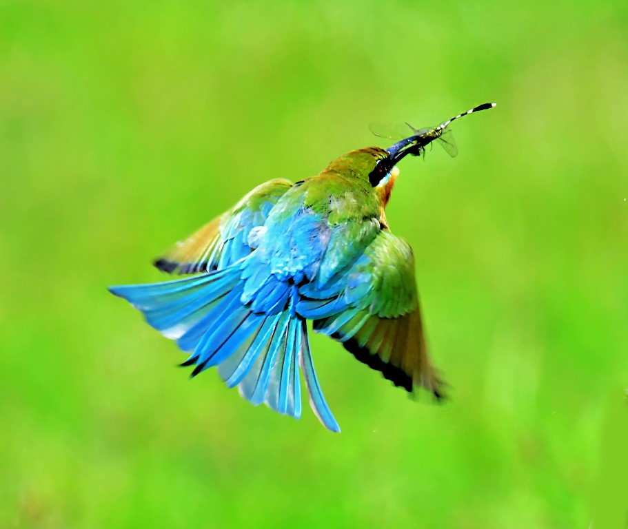 Blue-tailed Bee eater