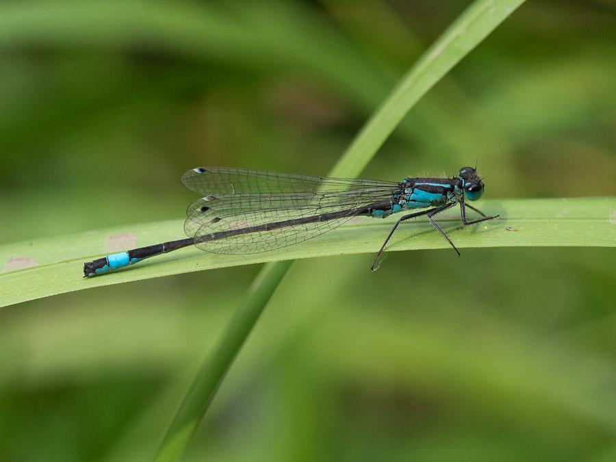 Blue-tailed Damselfly