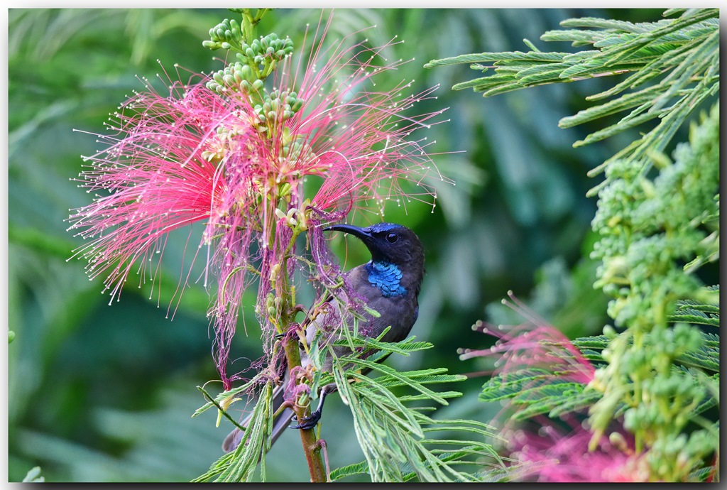 Blue-throated Brown Sunbird