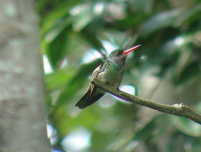 Blue-throated Goldentail