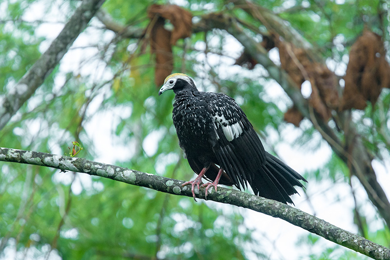 Blue-throated Piping-Guan