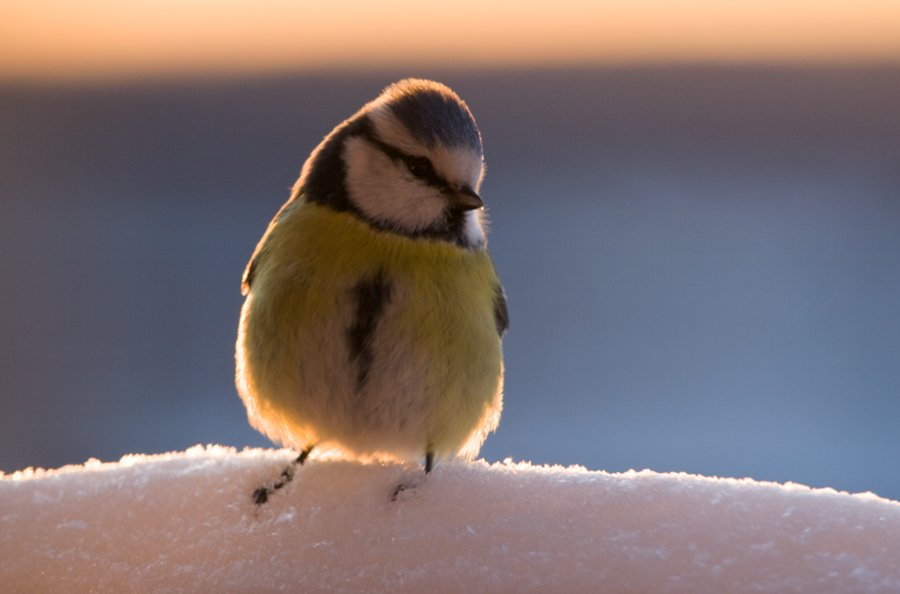 Blue Tit at sunrise