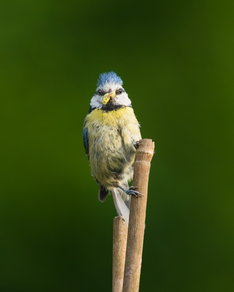 Blue Tit bush tucker