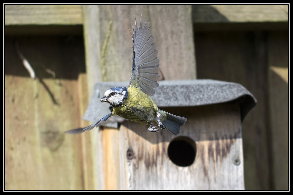 Blue Tit in flight