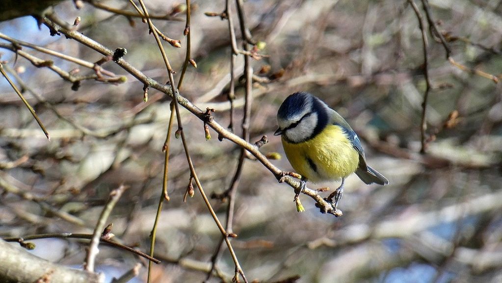 Blue Tit (Parus caeruleus)