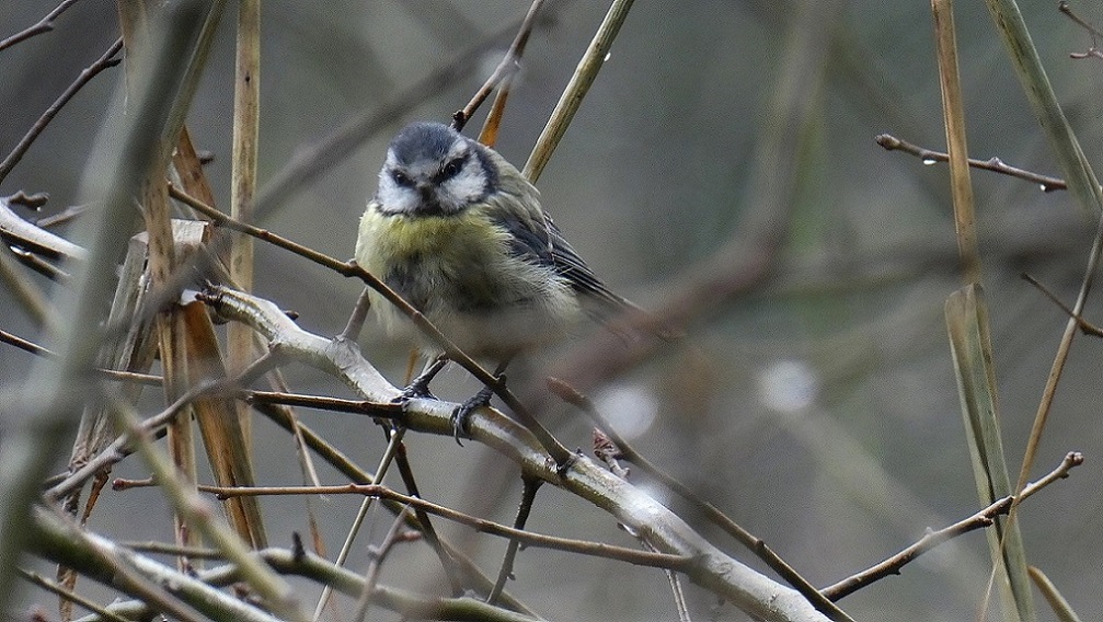 Blue Tit (Parus caeruleus)