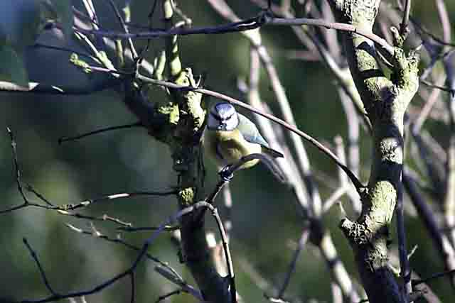 blue tit