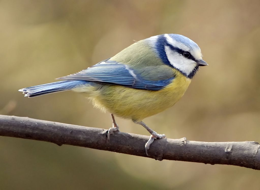 Blue Tit