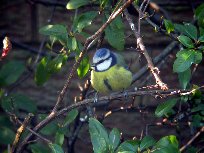 Blue Tit