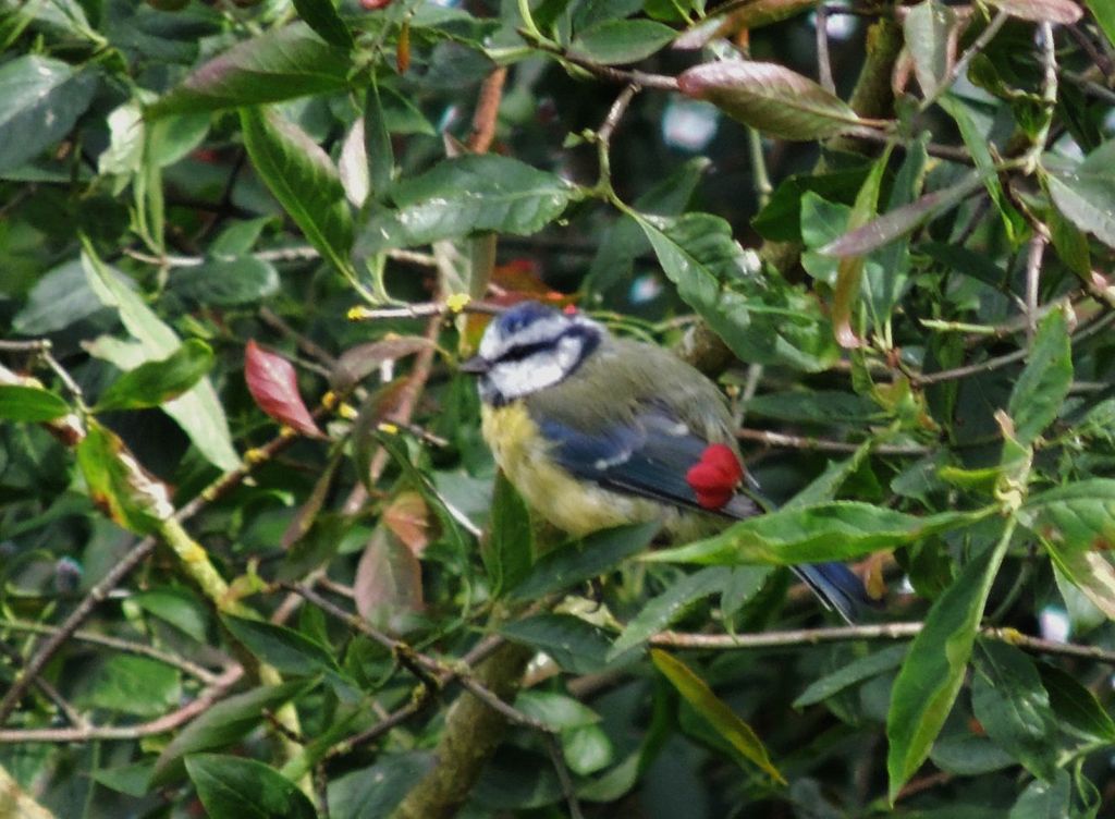 Blue Tit