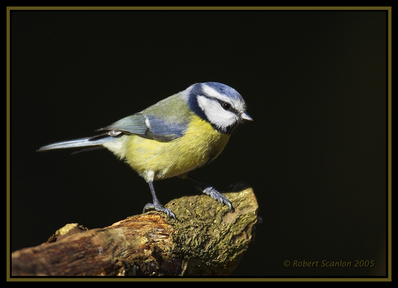 Blue Tit