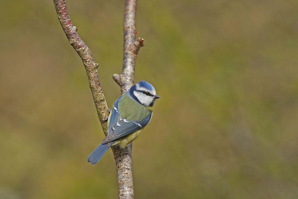 Blue tit.