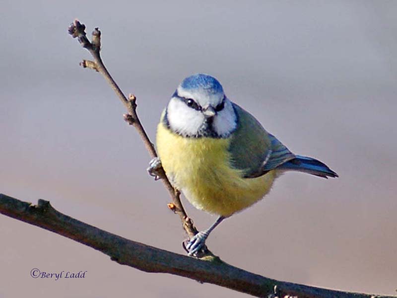 Blue tit