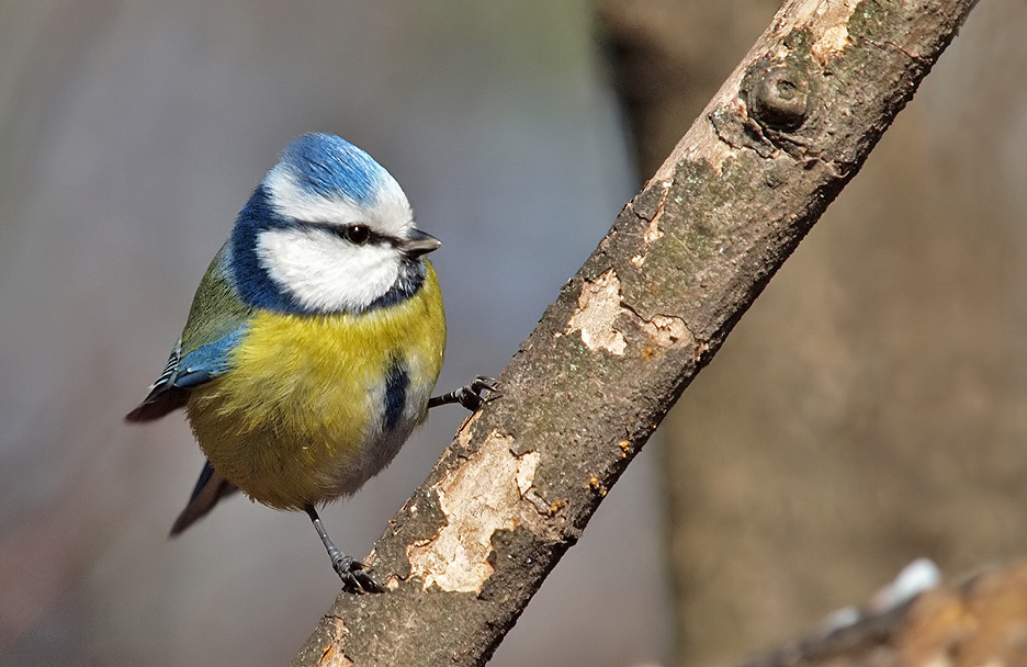 Blue Tit