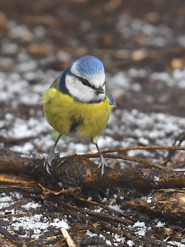 Blue Tit