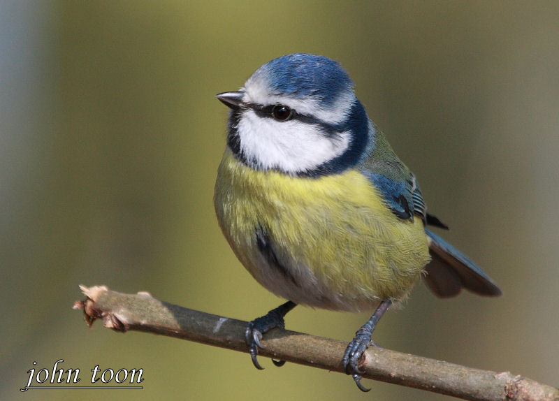 blue tit