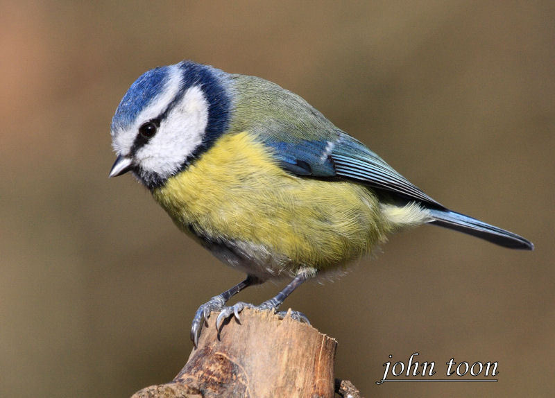 blue tit