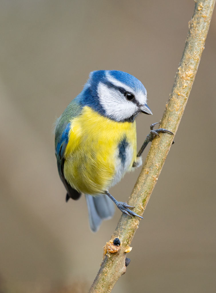 Blue Tit