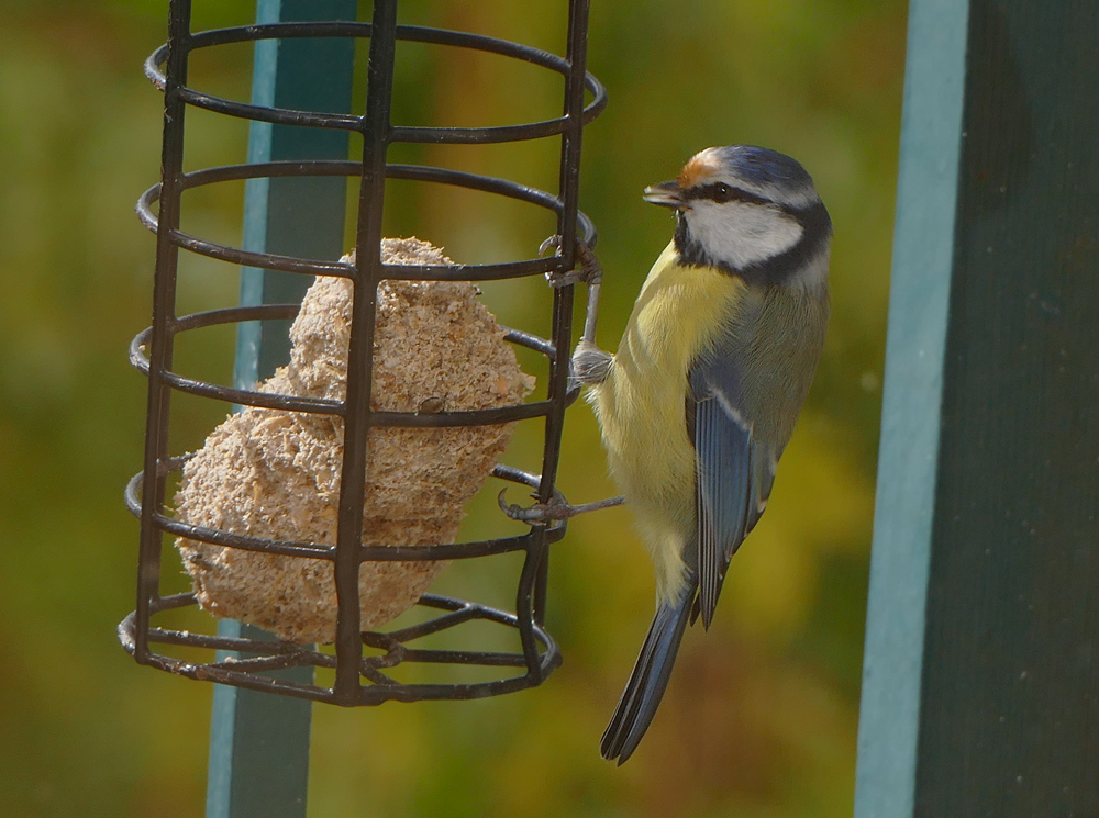 Blue tit