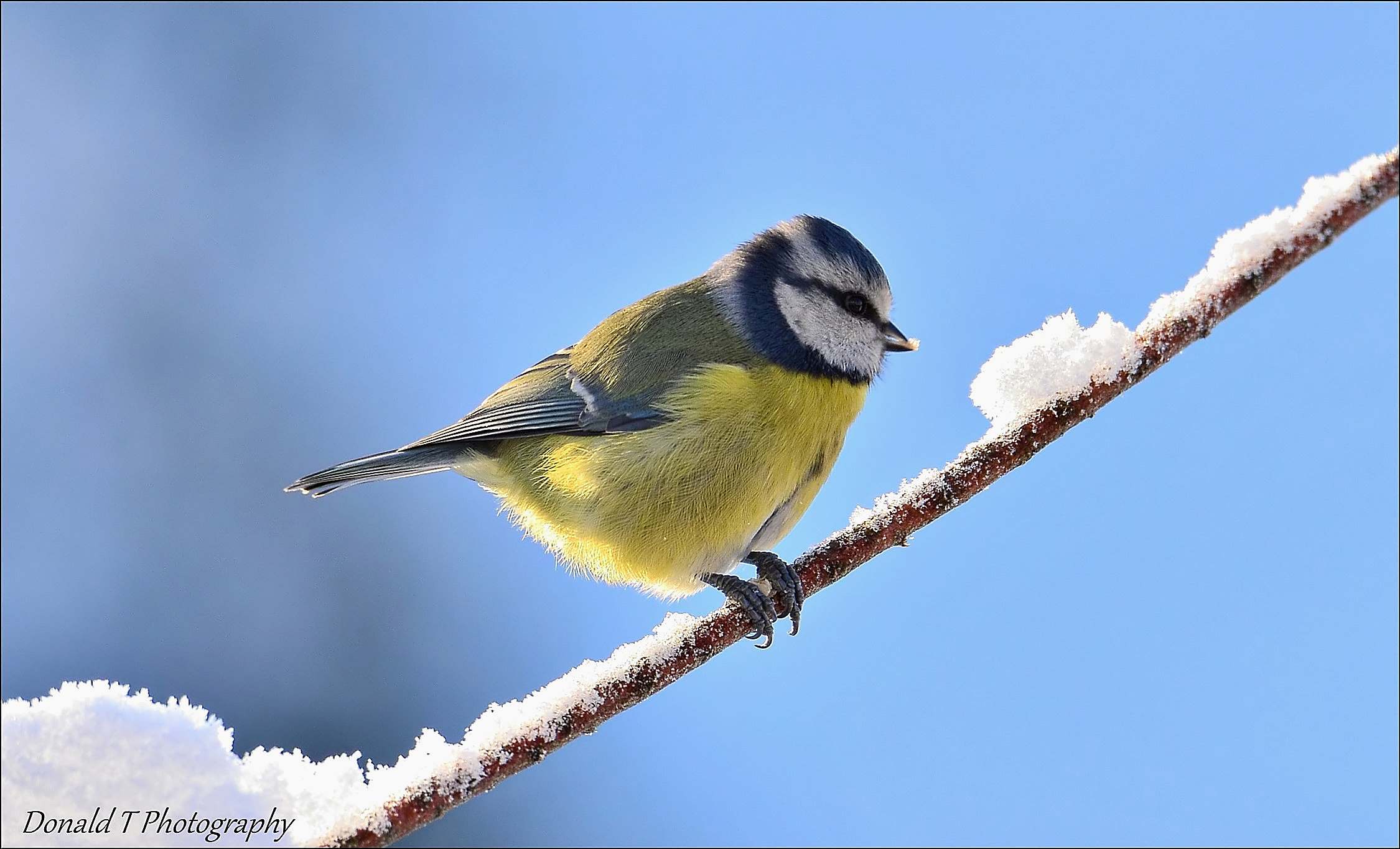 Blue Tit