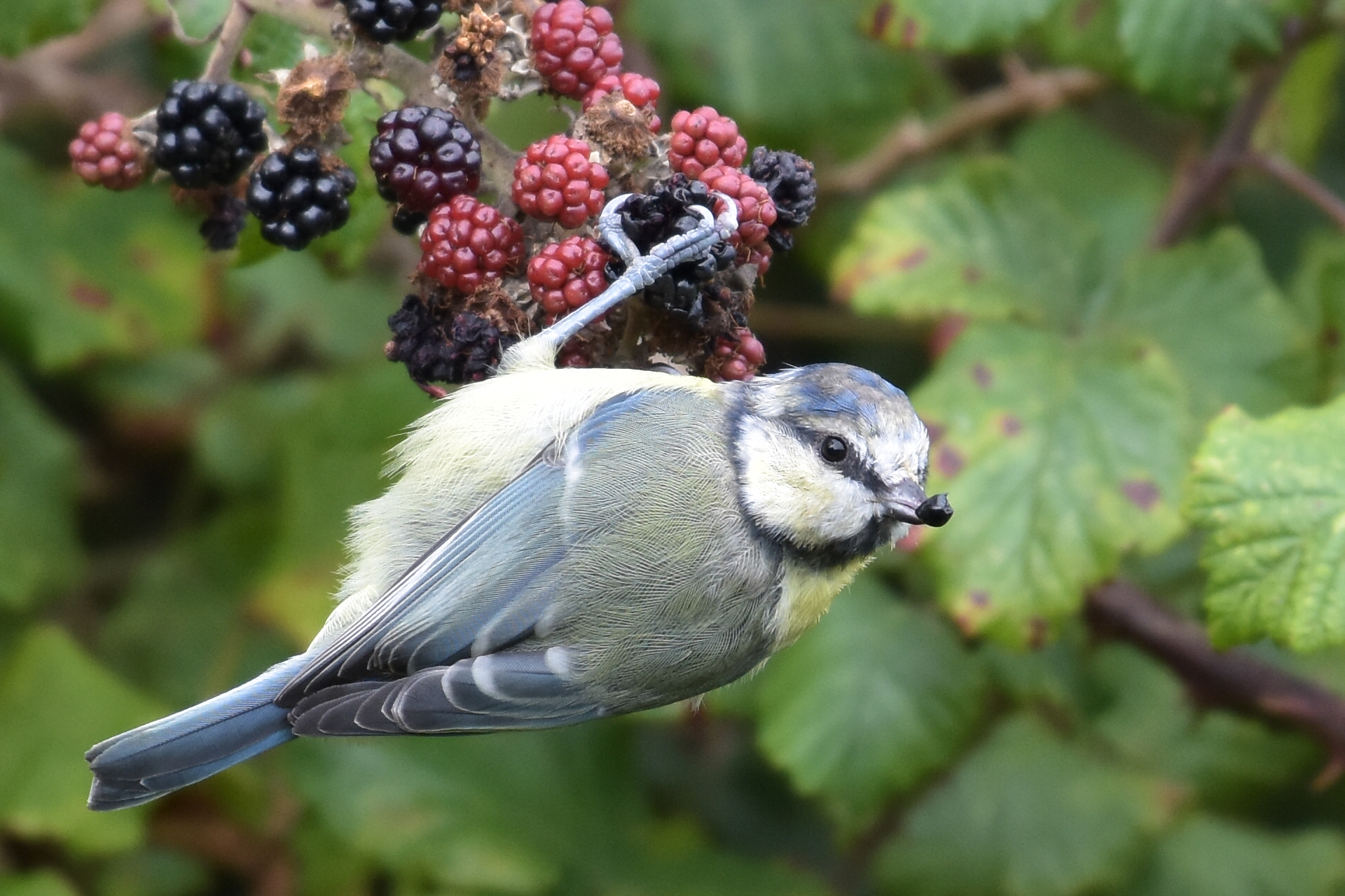 Blue Tit