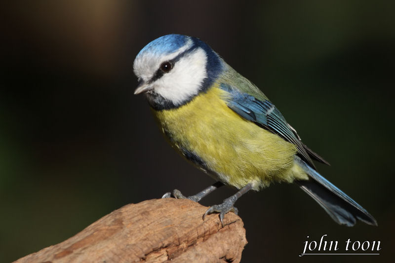 blue tit