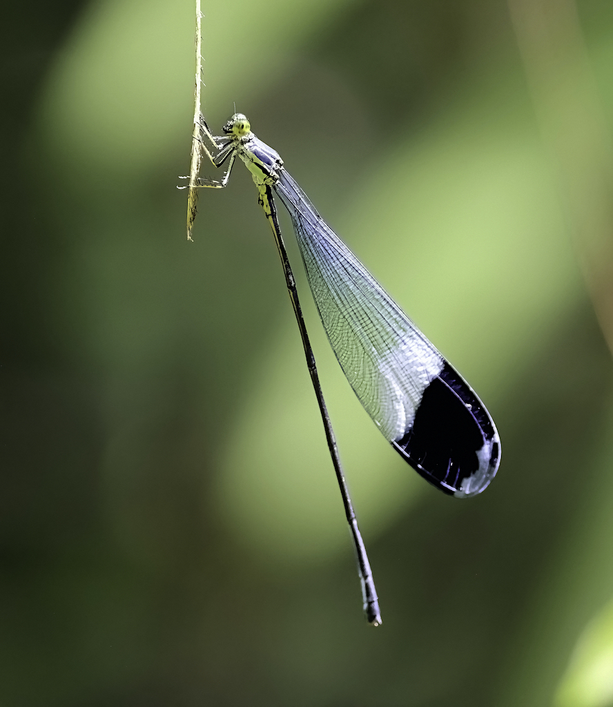 Blue-winged Helicopter Damselfly, World's Largest