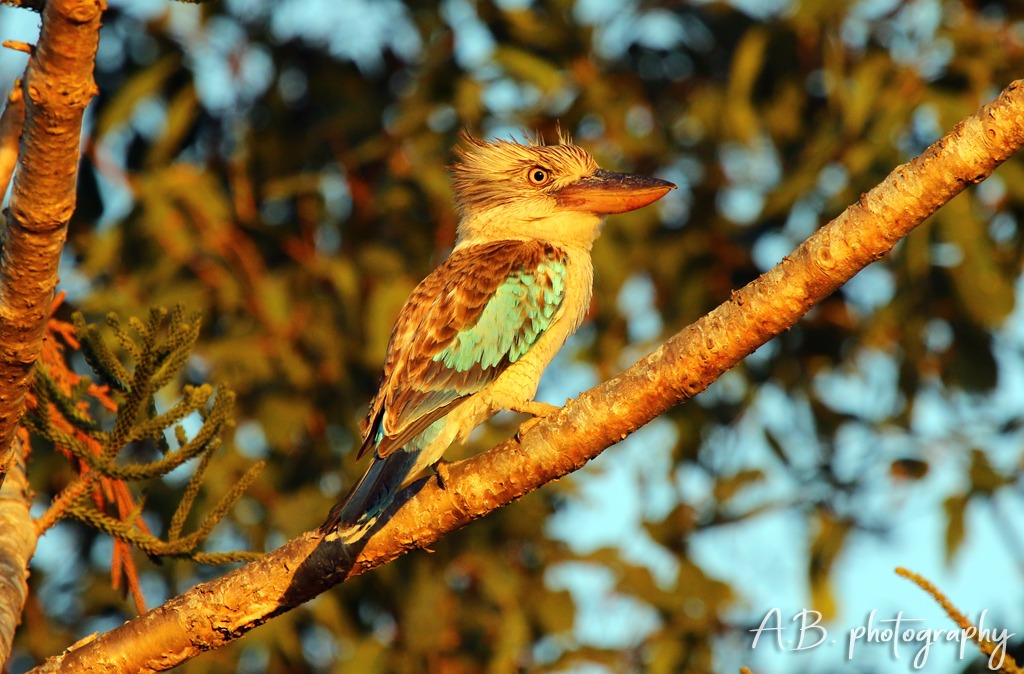 Blue-winged kookaburra