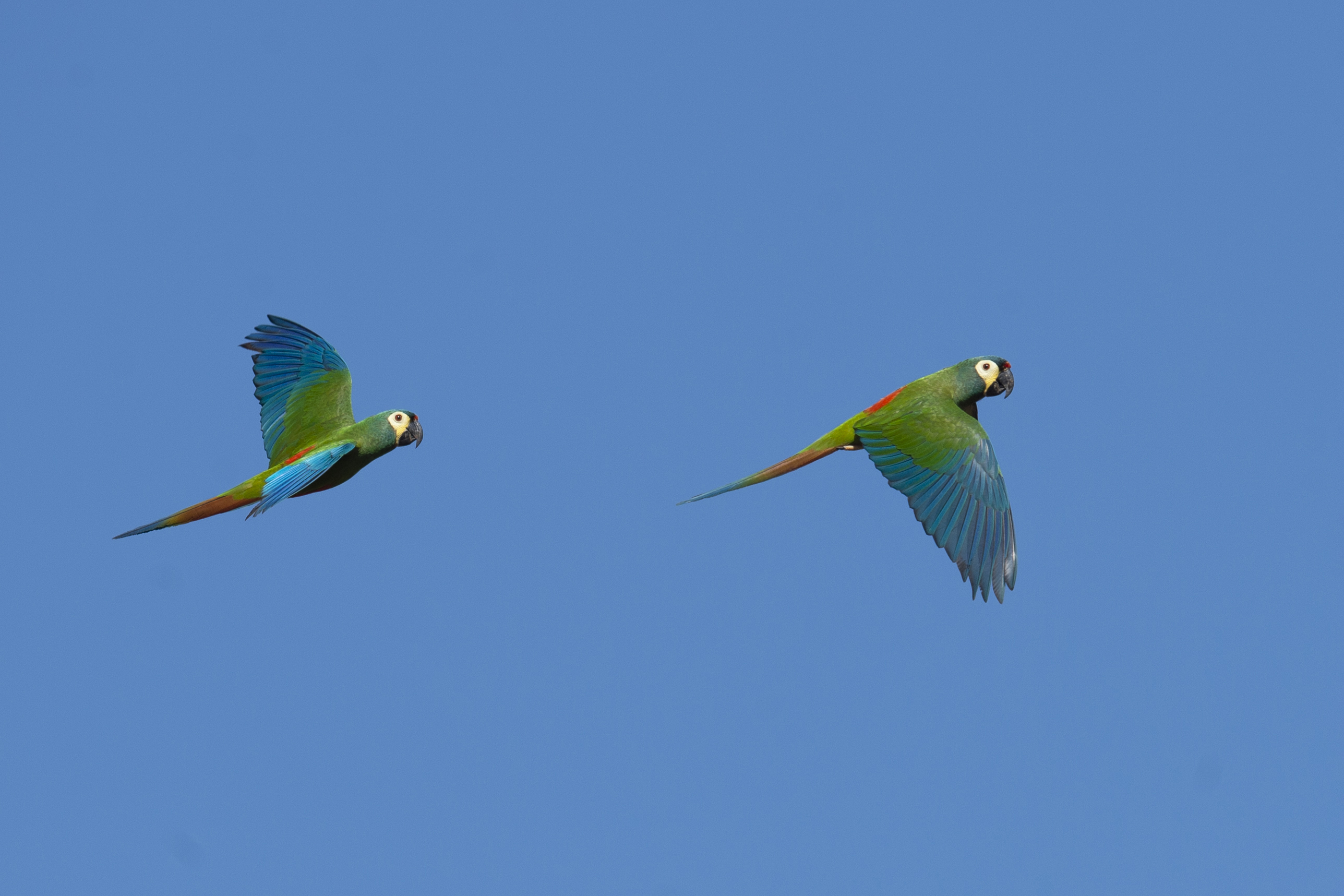 Blue-winged Macaw.jpg