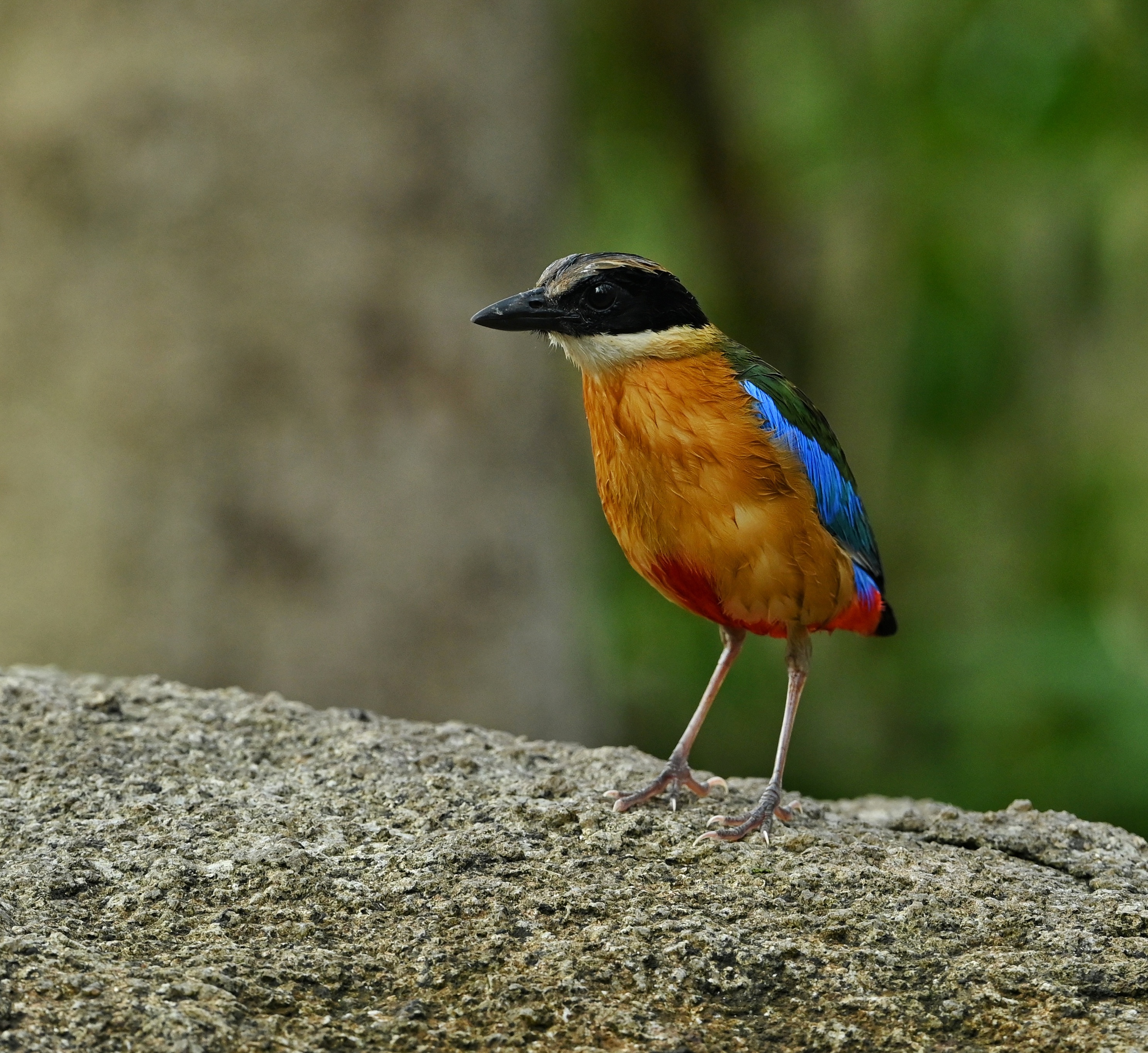 Blue Winged Pitta.