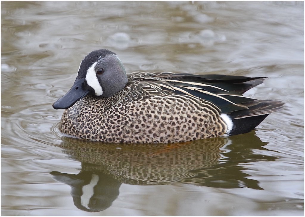 Blue-winged Teal (Drake)