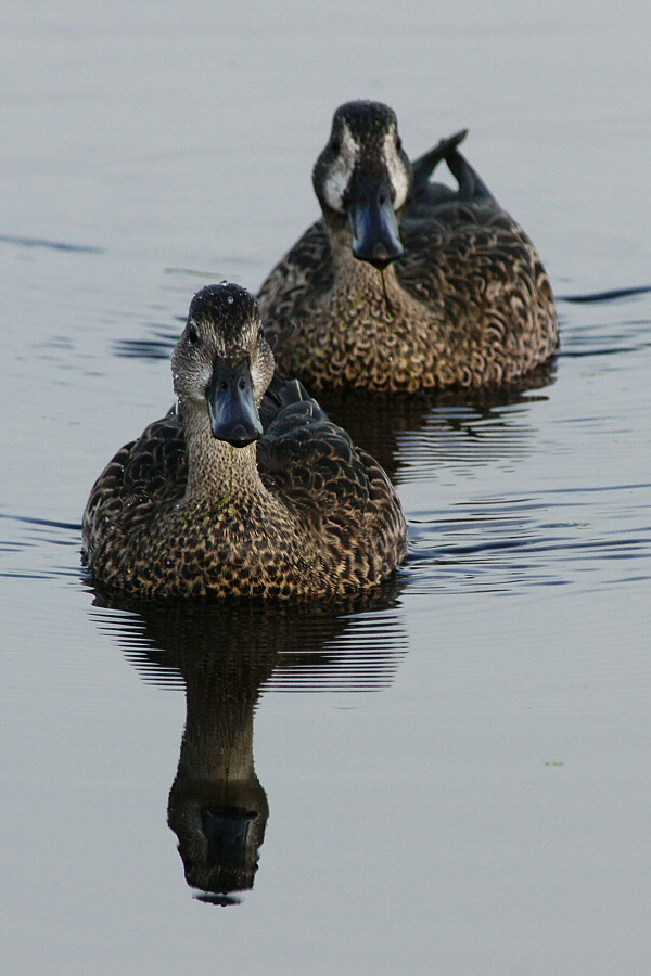 Blue-winged teals