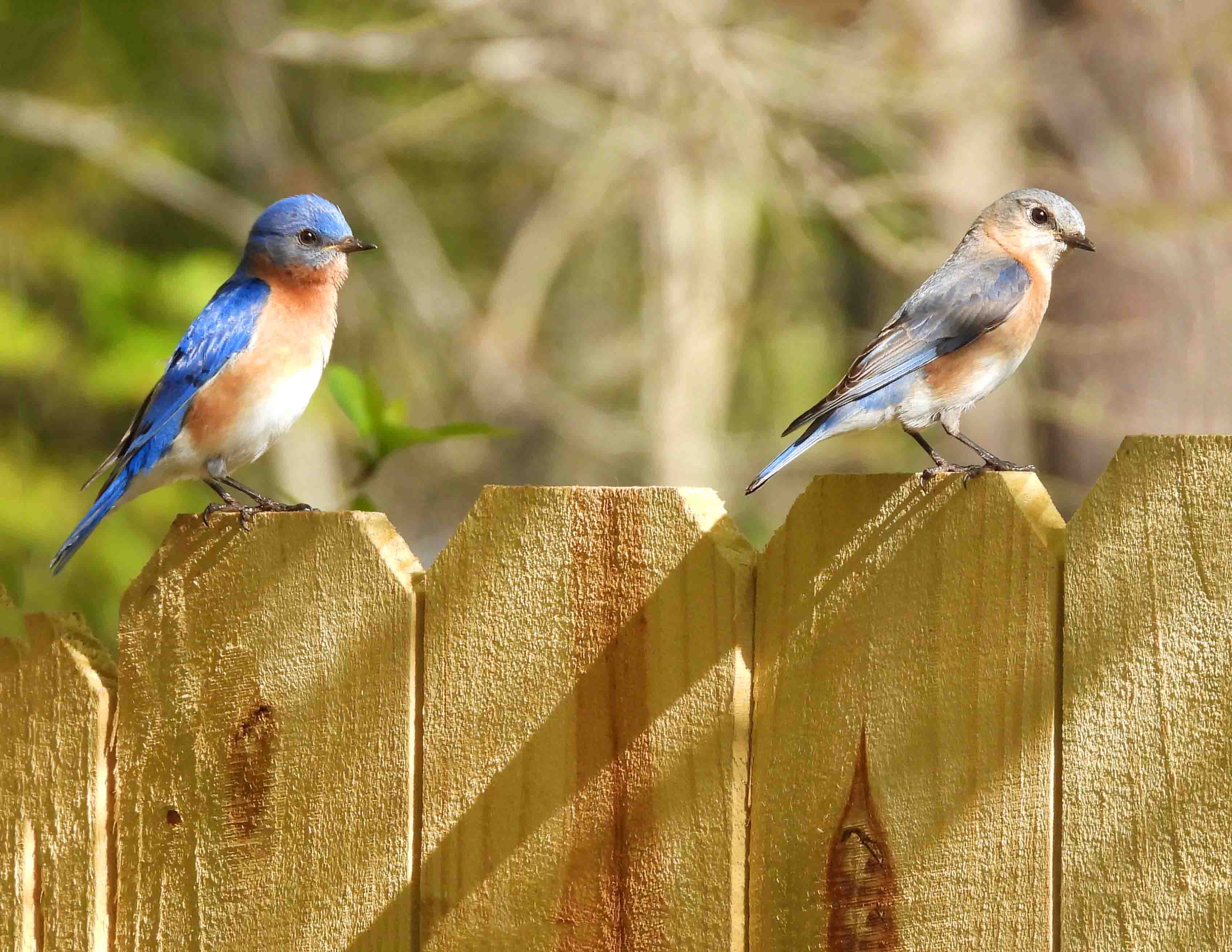 Bluebird couple.jpg