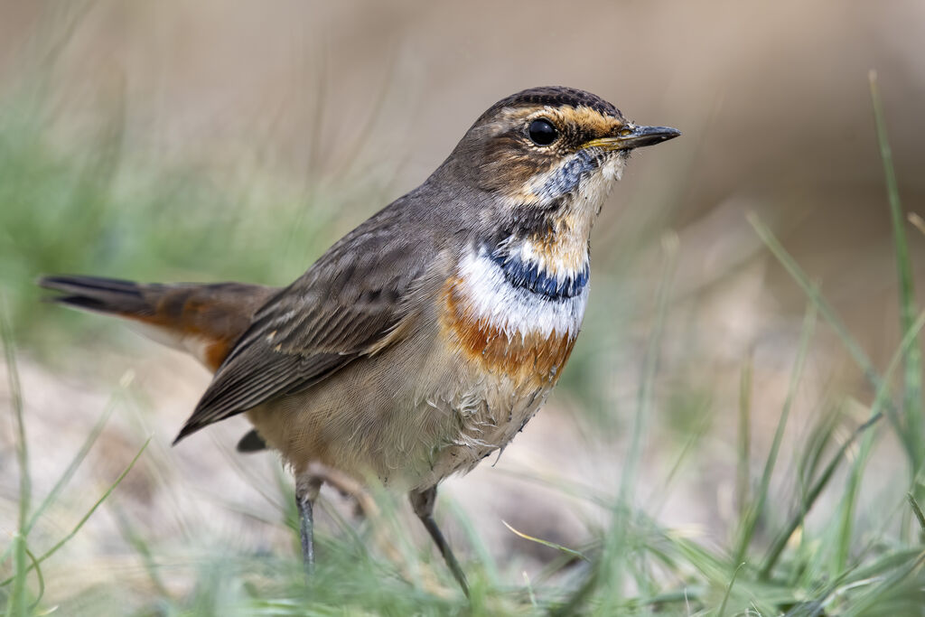 Bluethroat, Luscinia svecica