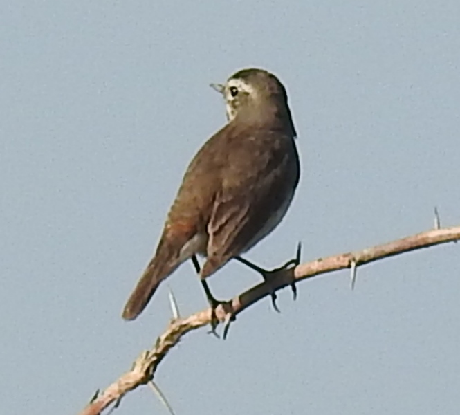 Bluethroat