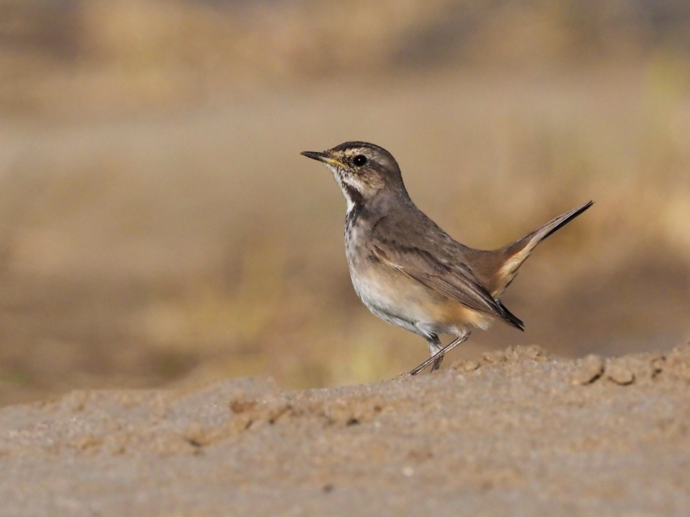 bluethroat